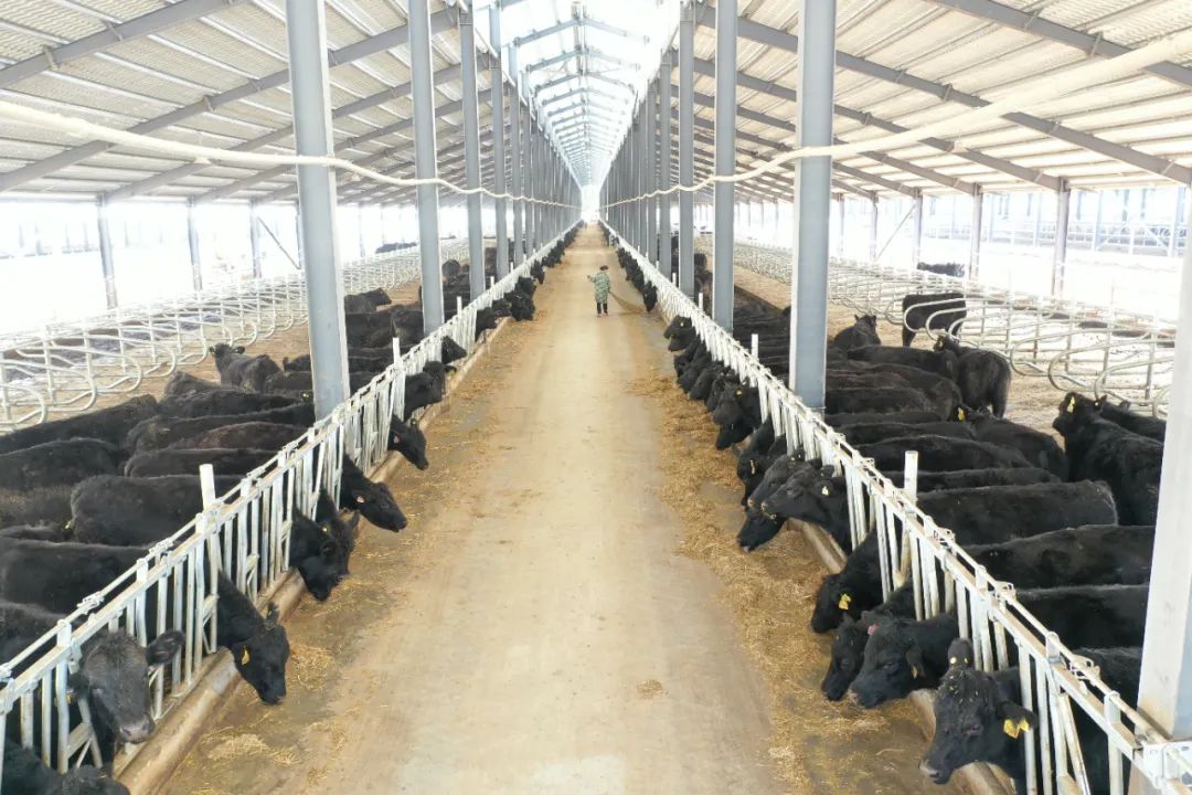 奋斗百年路启航新征程贵州世界农场平坝肉牛交易养殖中心项目建设稳步