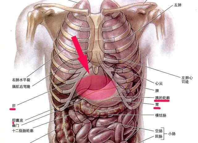 胸口窝位置图图片