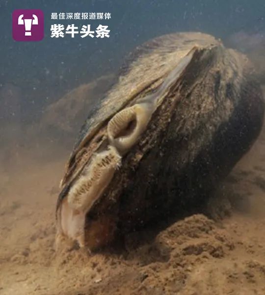河蚌公母外观分辨图片