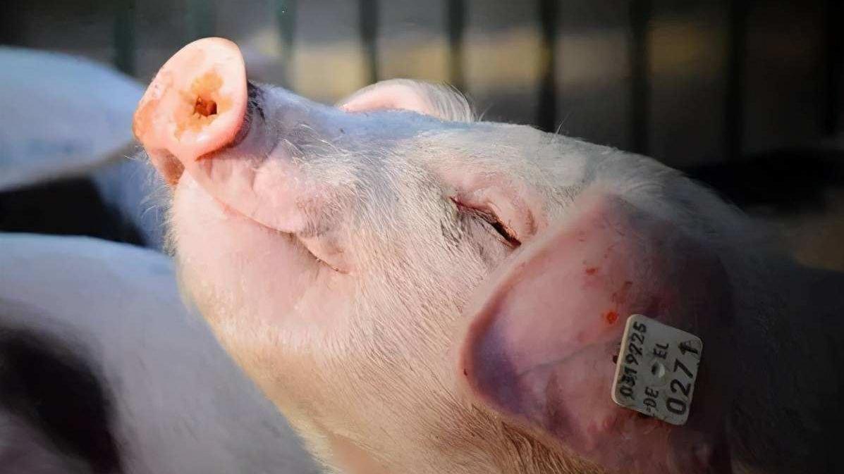 格局打开：国产芯片用到养猪上，是不是好种猪从小就能看出来