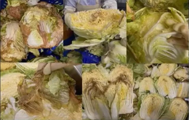 使用腐烂发霉原料腌泡菜韩国泡菜1号大师被取消称号