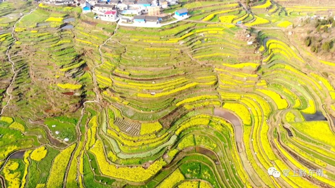 高要梯田油菜花图片