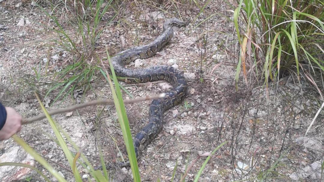 吓人福州一公路惊现大蟒蛇长3米