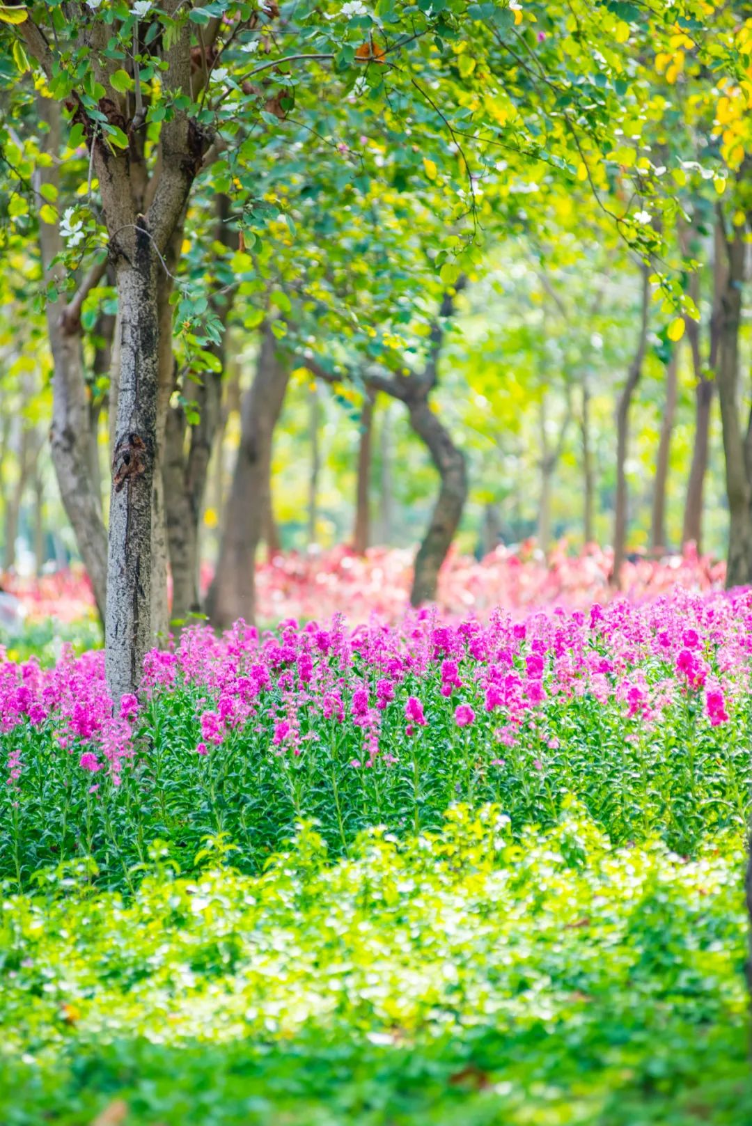 佛山花海上新明媚了这个春天