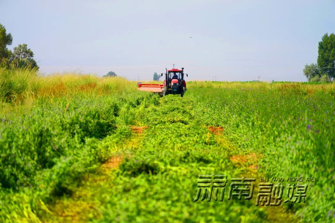 奋进新征程建功新时代肃南草产业蓬勃发展成畜牧业绿色引擎