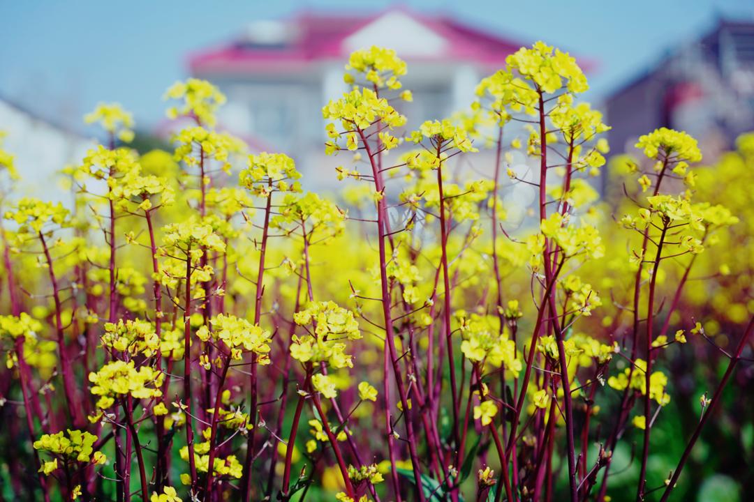 菜苔图片 开花图片