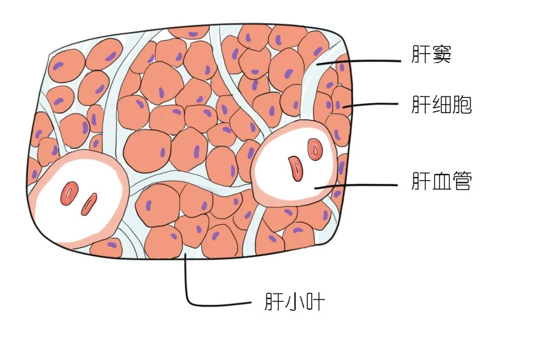 肝血窦肝索图片