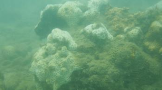 海南西北部珊瑚白化海水表面温度的遥感研究 |《remote sensing》发表