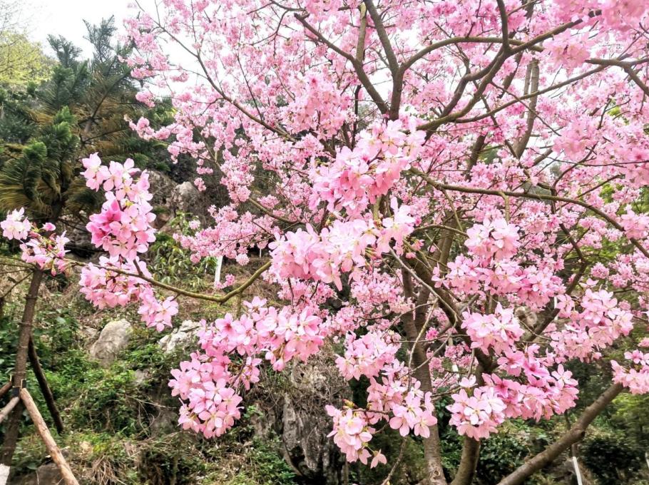 櫻花桃花油菜花韶關花花世界迷人眼