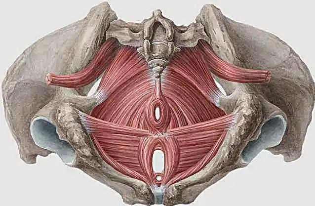 女性盆底是一个紧密联系的整体结构