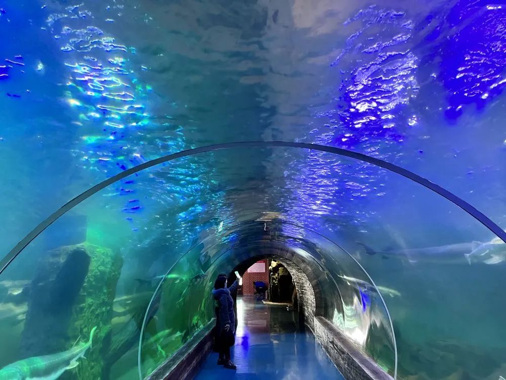 游客在抚远鱼文化体验馆拍照留念.