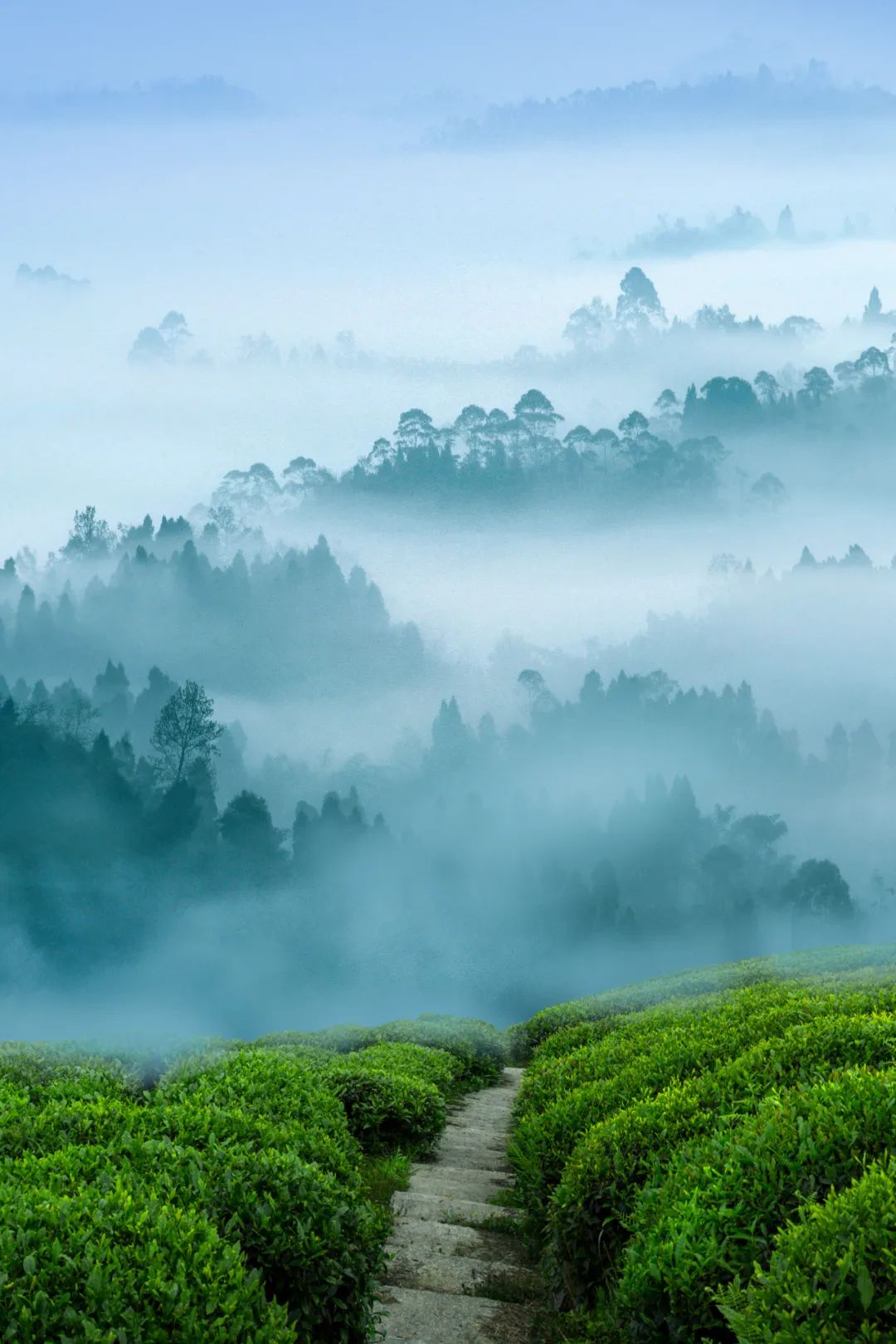 为什么青菜和青苹果是绿色,青花瓷和青天是蓝色,青丝和青衫又是黑色?