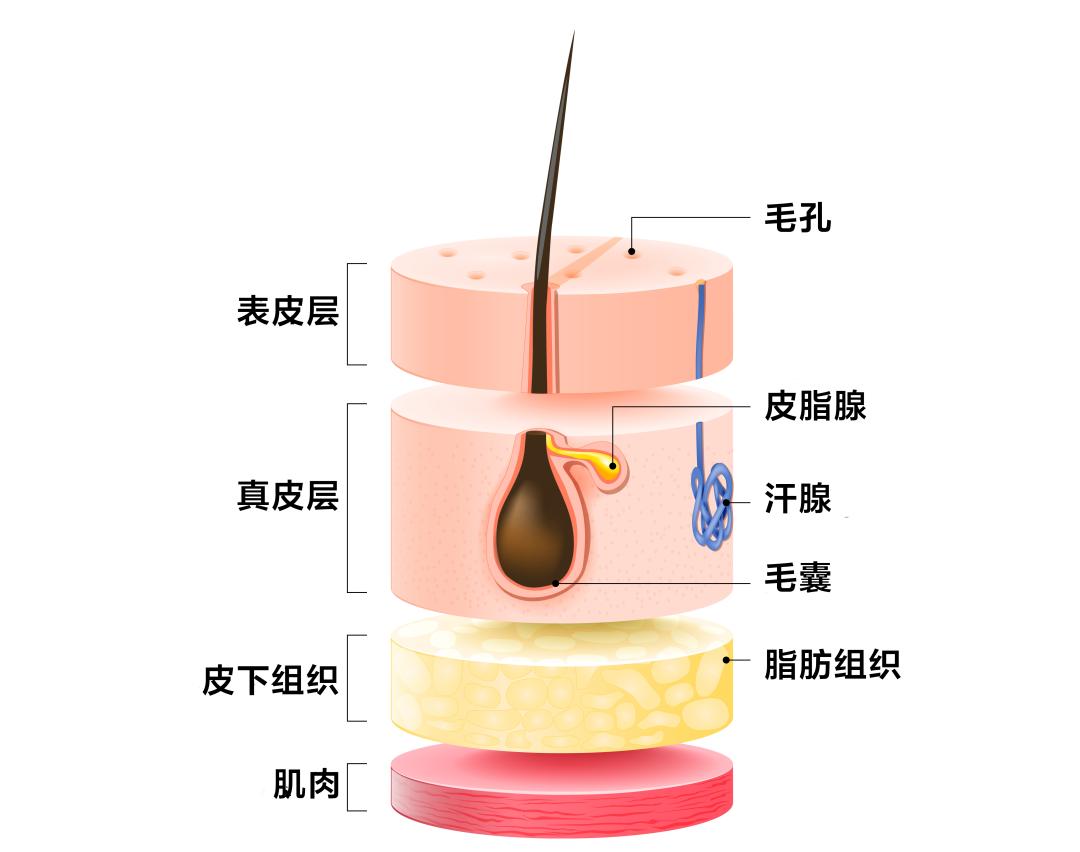 女生長小鬍子體毛多不一定是不健康