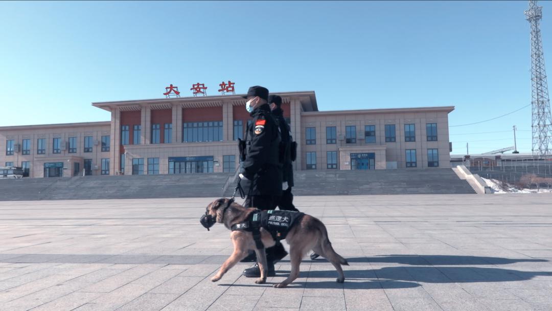 北京市公安局警犬大队图片