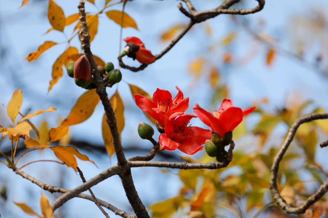 越秀公园目前往年观赏木棉花的时候,一般黄叶落尽,仅余红花