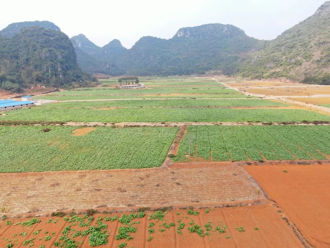 在武宣县禄新镇大荣村的千亩旱改水土地上,冬季蔬菜到了丰收的时候,眼