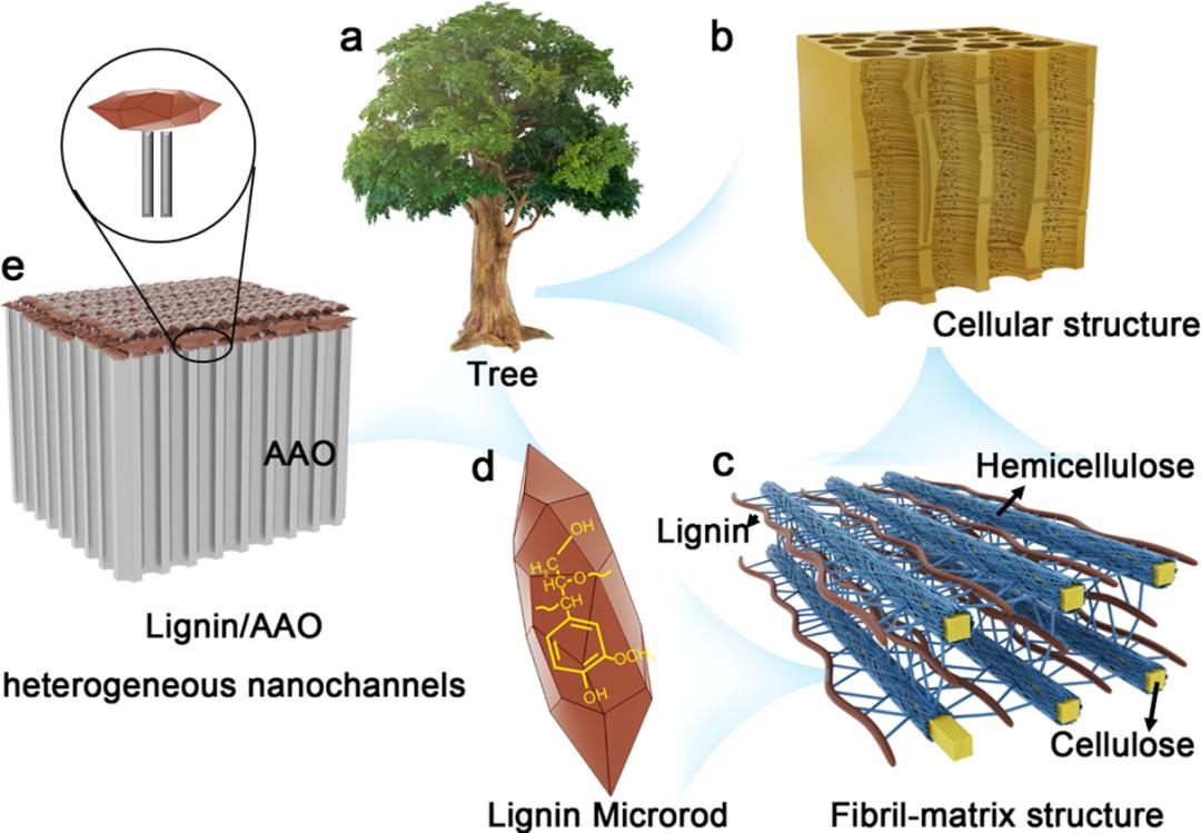 一起来看!北林大近期科研进展~_政务_澎湃新闻-the paper