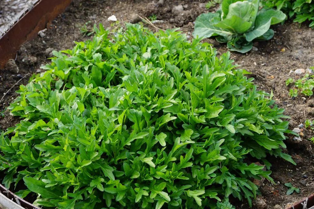 初春时节,松江农村的河滩边,田埂上都常常能看到一丛丛碧绿鲜嫩的野生