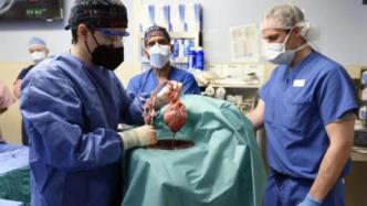 首例猪心移植患者死亡，会影响“异种移植”进程吗？
