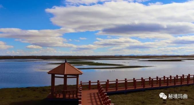五无甘南十有家园秀美的河曲马场湖