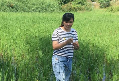 乡村振兴巾帼蝶变八王雯慧播种新希望还原稻花香