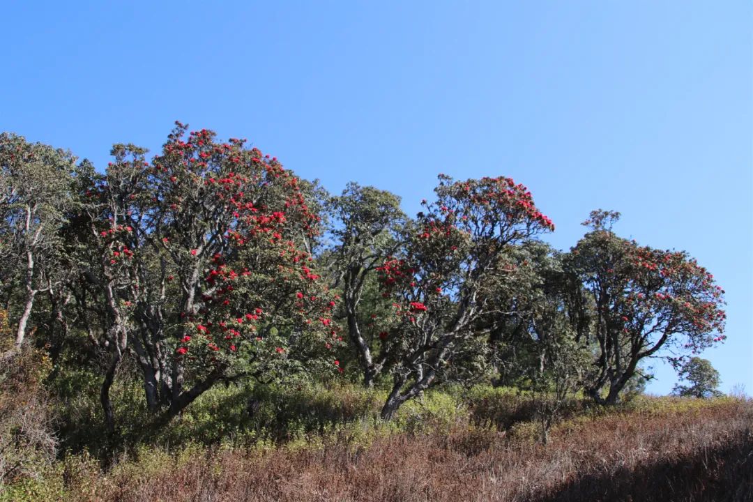 巍山断山花开正浪漫