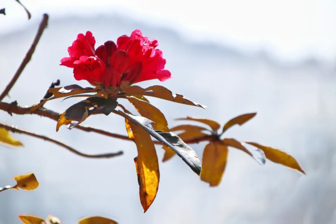 巍山断山花开正浪漫