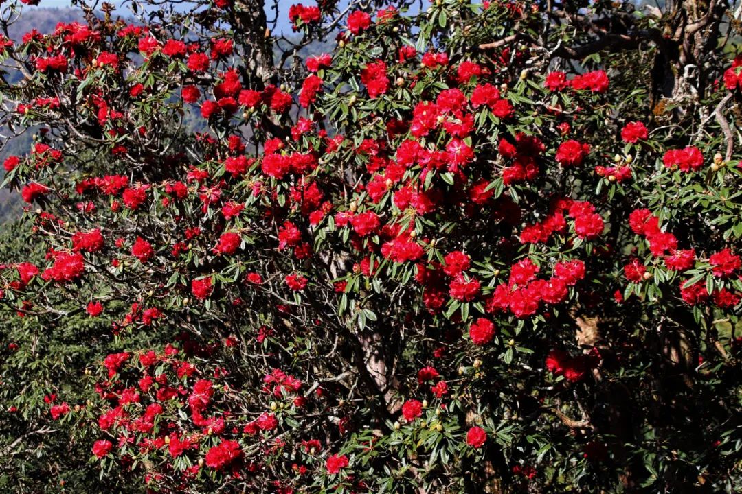 巍山断山花开正浪漫
