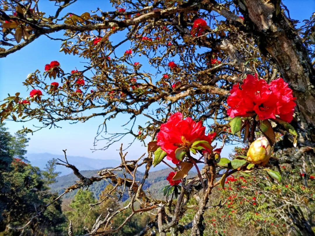 巍山断山花开正浪漫