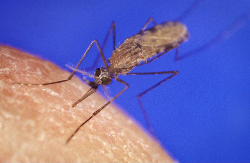 中国常见的四大传疟媒介为中华按蚊,微小按蚊,大劣按蚊和雷氏按蚊