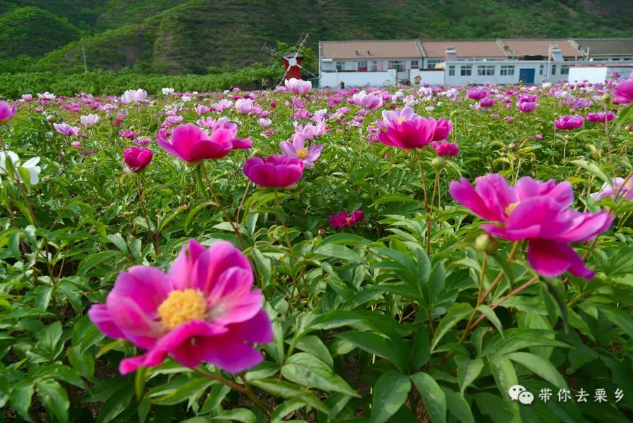 赤芍榆中图片