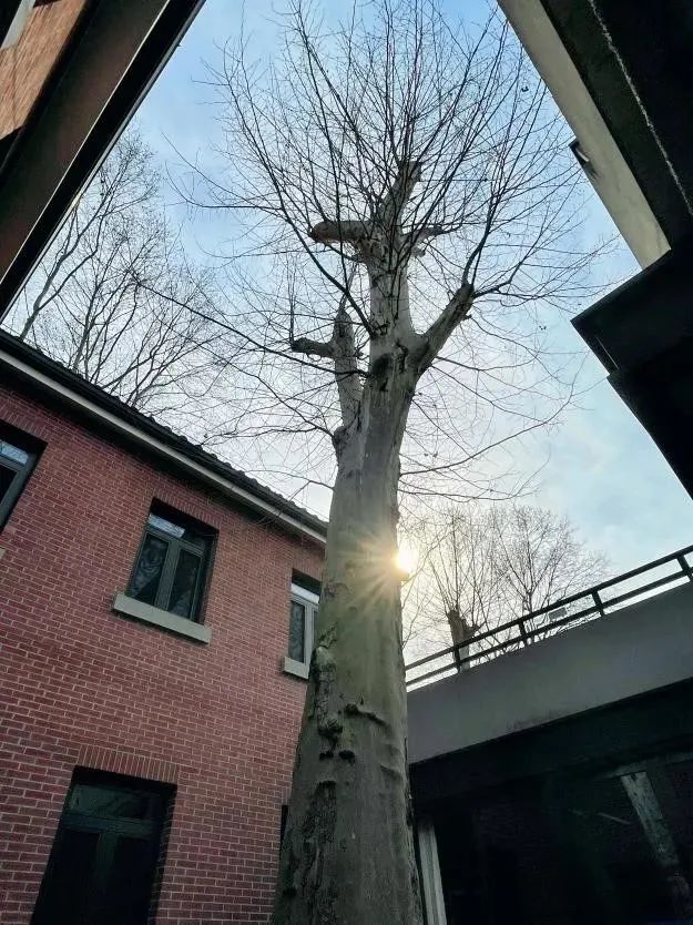 段正澄辅树成材段正澄院士,是华中科技大学前身华中工学院招收的第一