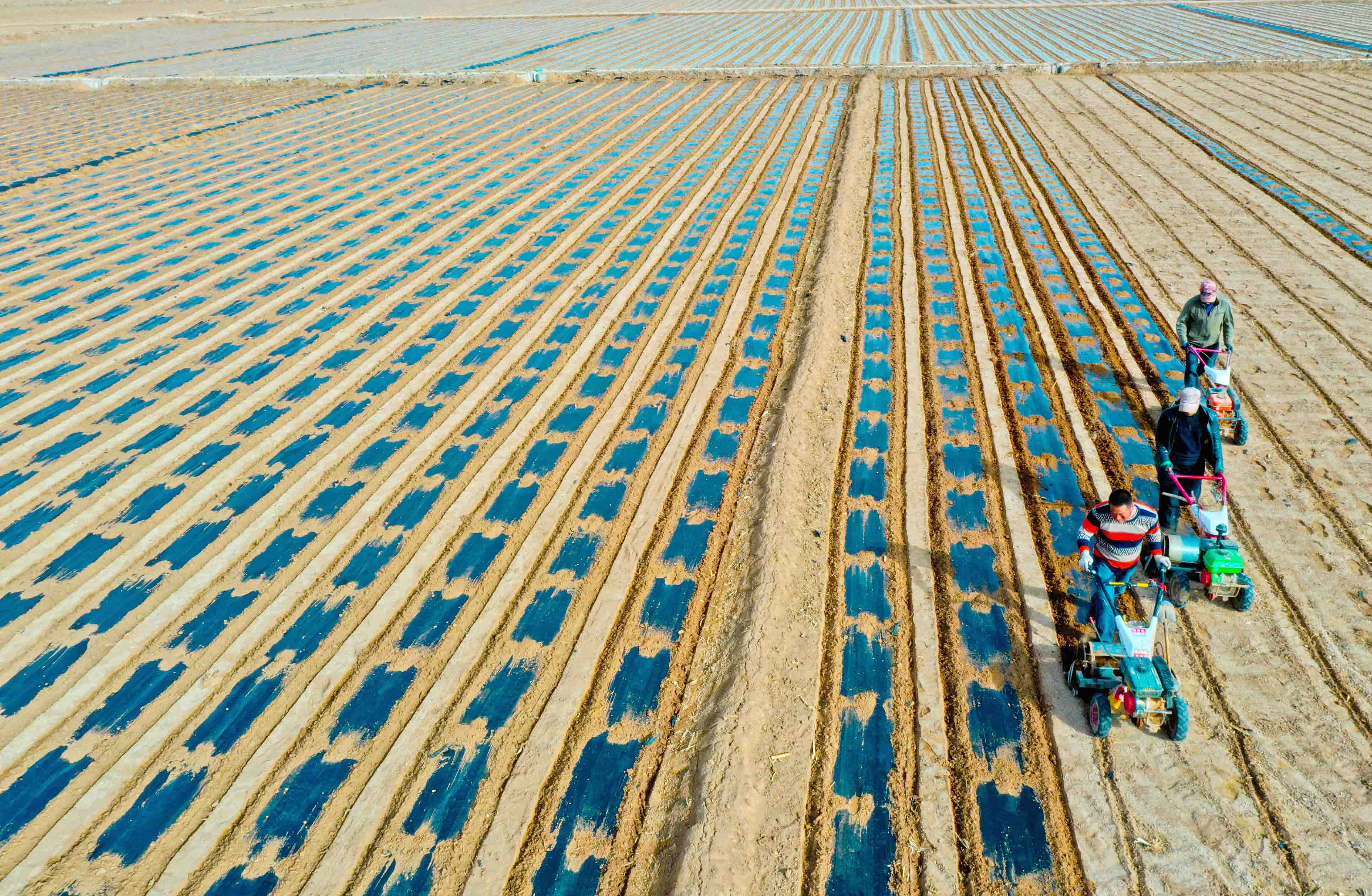 临泽26万亩制种玉米基地覆膜保墒忙