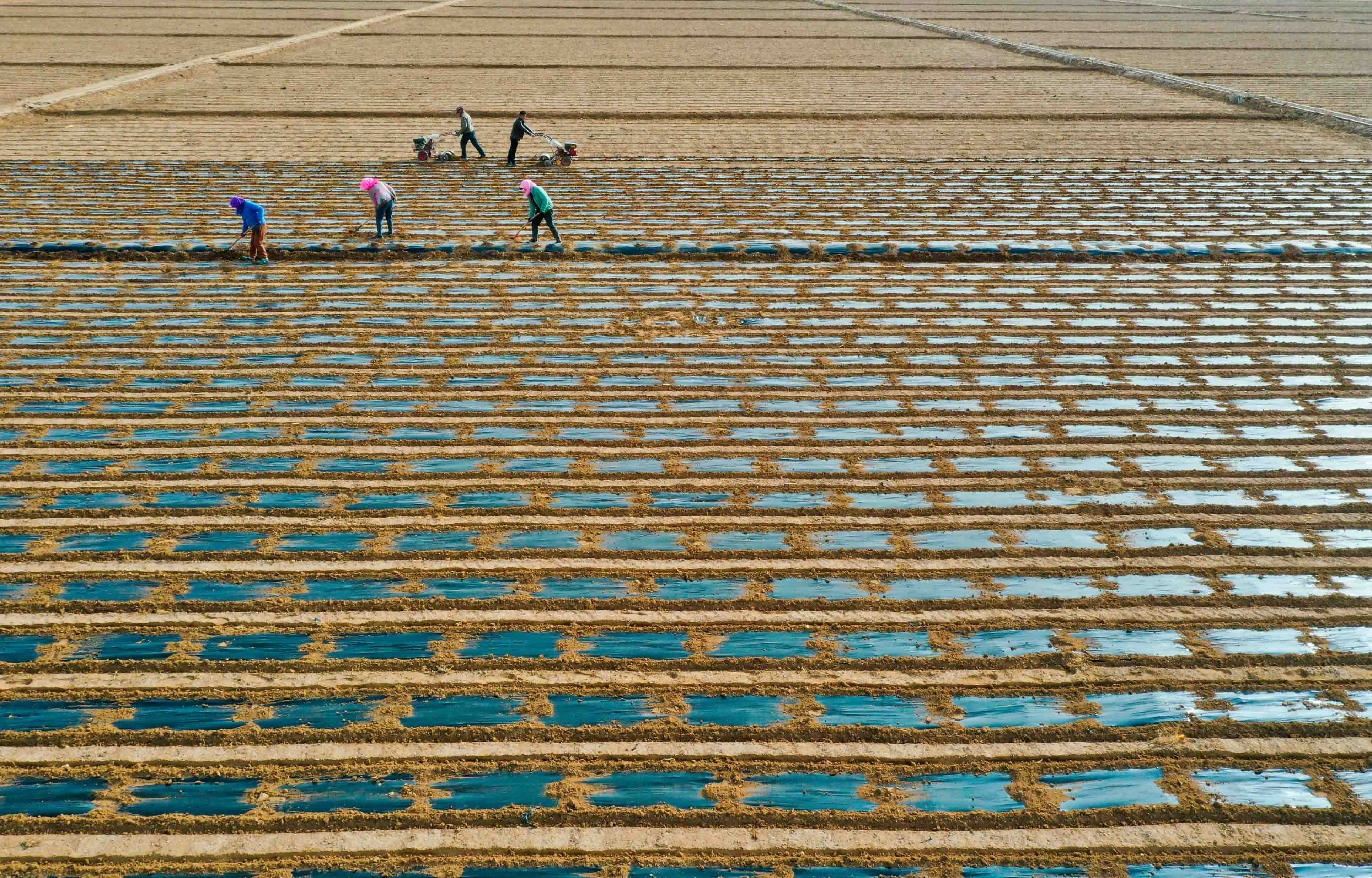 临泽26万亩制种玉米基地覆膜保墒忙