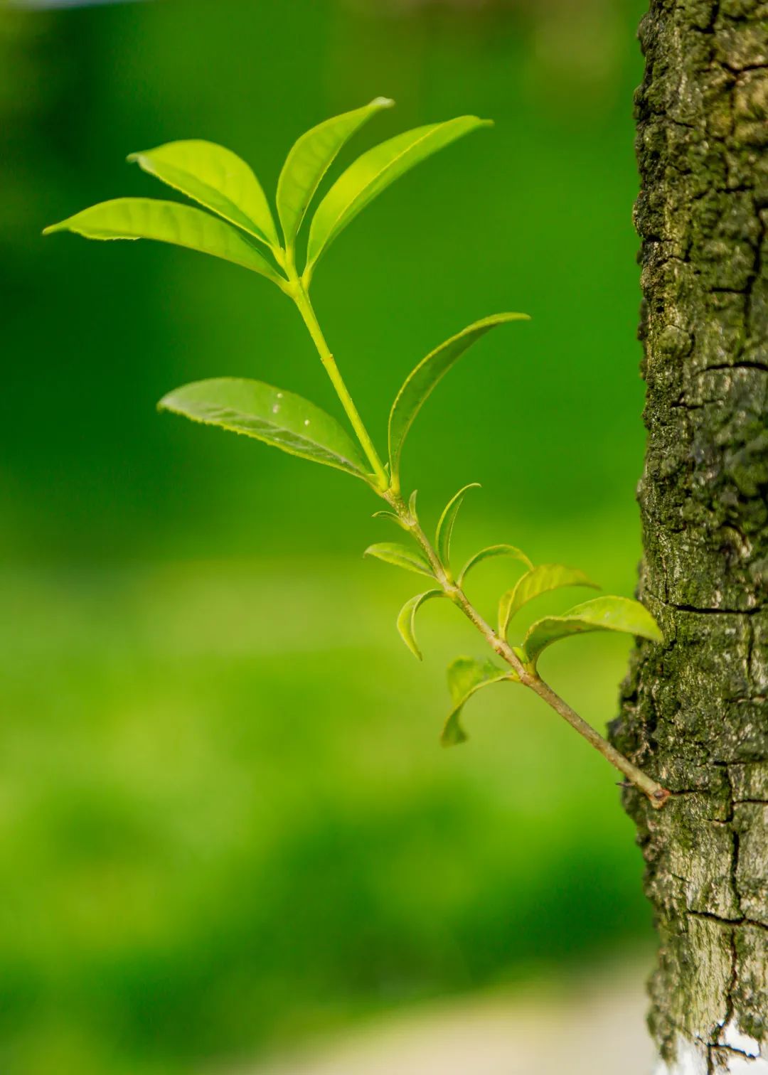 312植树节播种希望新绿绽放