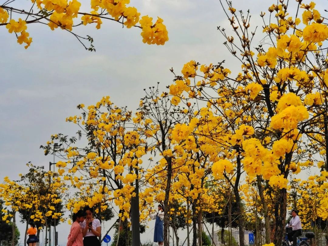 黃到耀眼武宣仙湖公園的黃金風鈴花邀你來賞