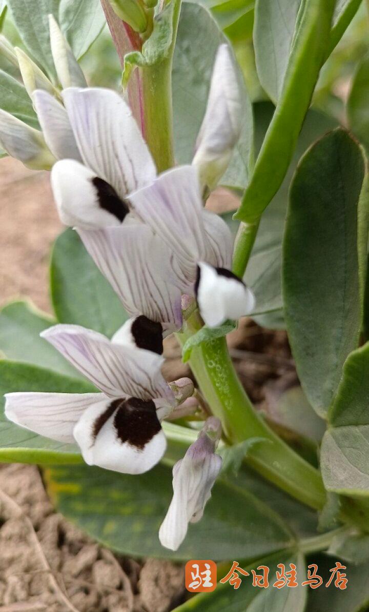 蚕豆花长什么样子图片图片