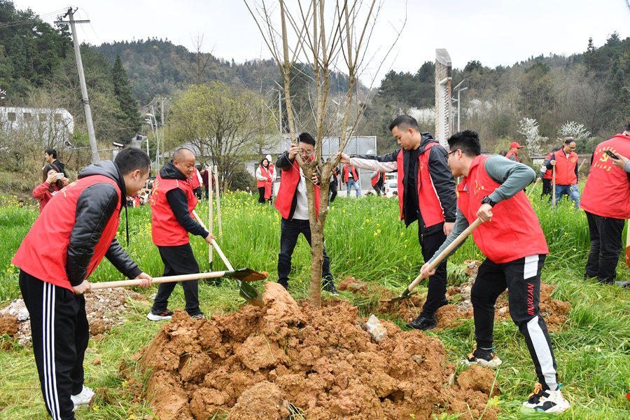 觀山湖區朱昌鎮義務植樹種下400餘棵浪漫櫻花