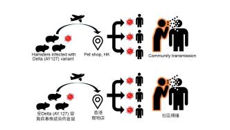 港大医学院发现 宠物叙利亚仓鼠可自然感染新冠病毒