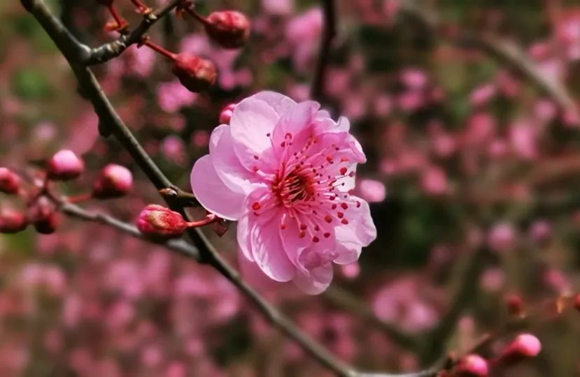 松江醉白池公园美人梅上线啦再来一波云赏花