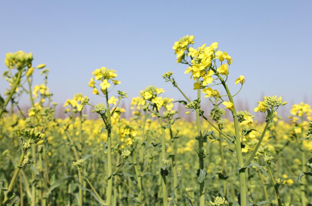 崇明油菜花海已上线美美美