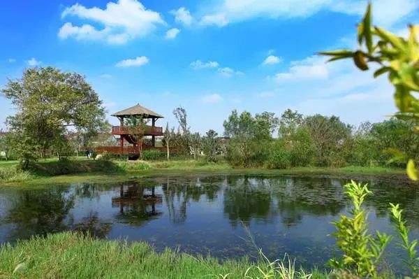 向全球宣傳美麗浙江全域大花園⑨浙江湖州長興太湖圖影溼地公園