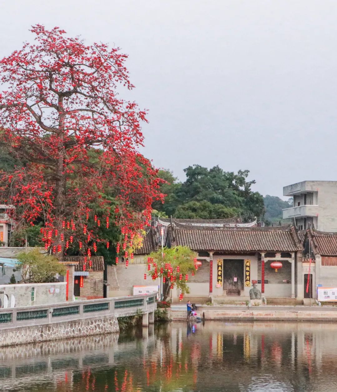 古村悠悠,红棉艳艳!来良溪古村赏一方春色!_政务_澎湃新闻-the paper
