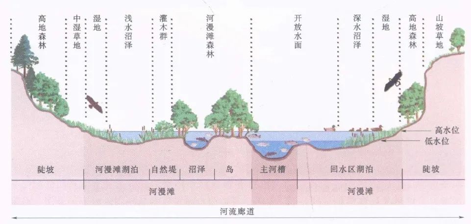 知识分享水生态修复修复的是什么