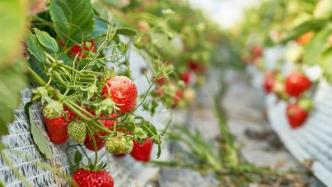 建德人的草莓共富计划，把草莓种到了全国27省