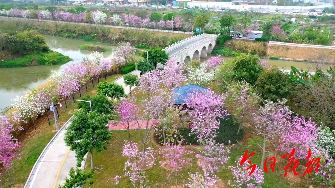 层层山峦下宫粉紫荆成片绽放粉色的花海刷爆了花都人的朋友圈前方高能