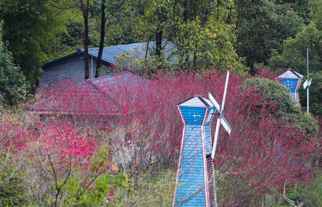 点军花海图片