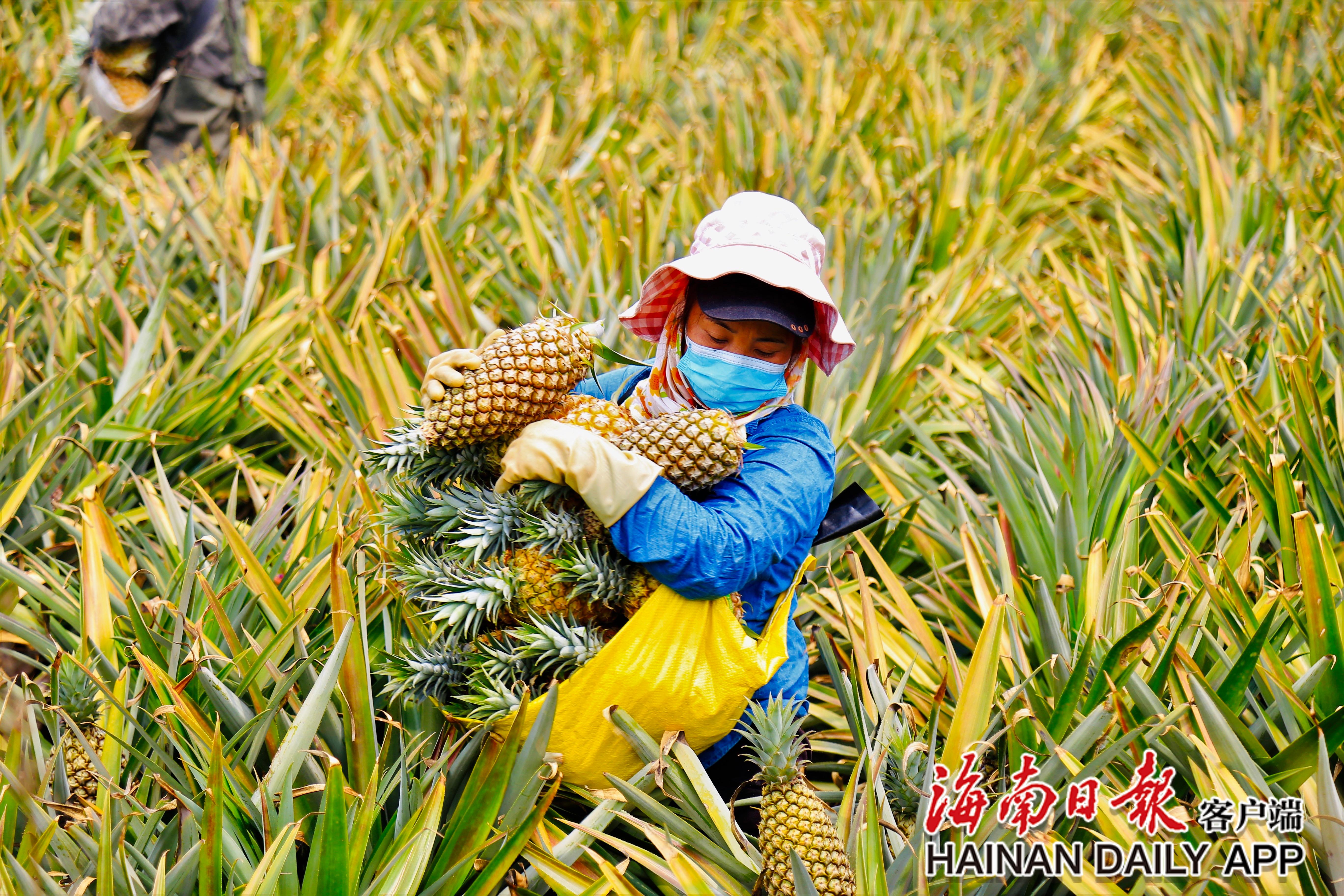 我们夫妻俩早上5点就来到菠萝地里干工,负责采摘,选果,包装,工资计件