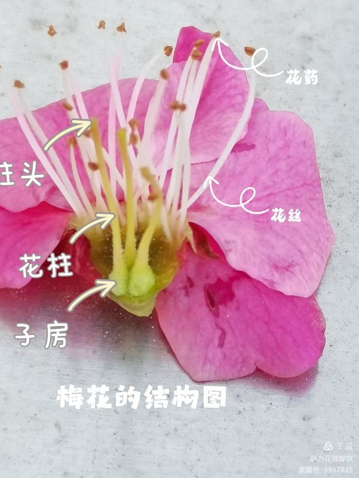 梅花的茎部图片