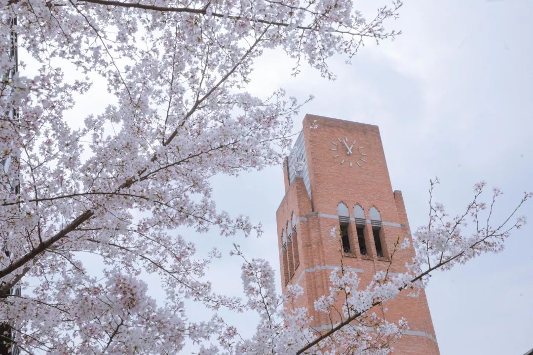 安中大楼共同谱写独属于春天的浪漫缤纷的落樱枝头的灿烂在江南的烟雨